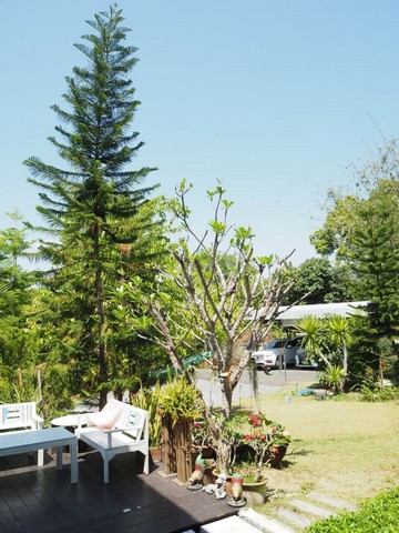 บ้านหลังใหญ่ เนื้อที่กว้าง ขายตามสภาพ ติดถนนใหญ่ ดอยสะเก็ด